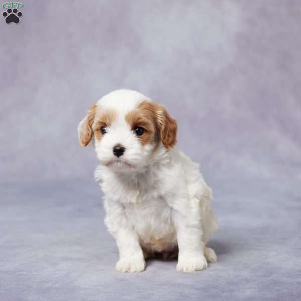 Ali, Cavapoo Puppy